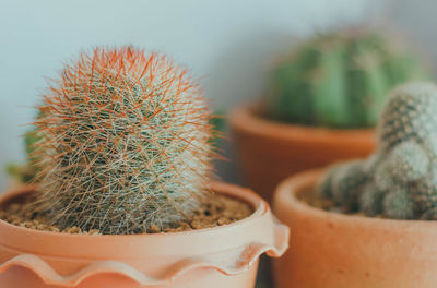 Close-up of cactus in pot