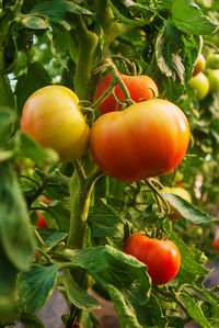 Tomatoes growing on plant