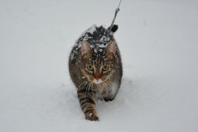 Portrait of cat in snow