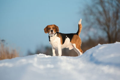 Portrait of a dog on snow