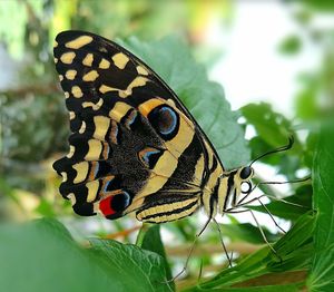 Close-up of butterfly on leaf