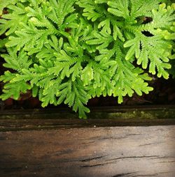 Close-up of fresh green leaves