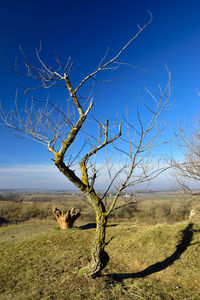 Dead tree on field against sky