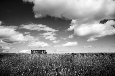Scenic view of wheat field against sky