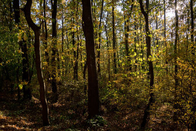 Trees in forest