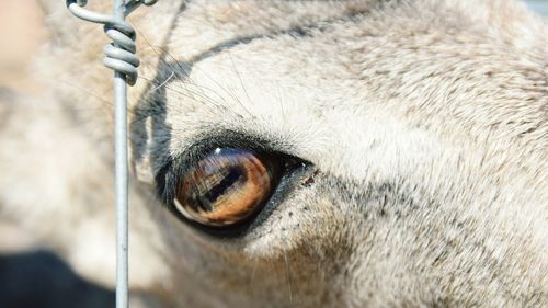 Close-up of goat eye