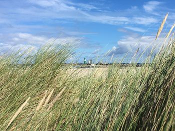 Grass growing at beach against blue sky