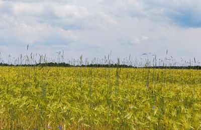 Scenic view of agricultural field against sky