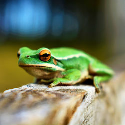 Close-up of frog on wood