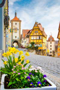 Yellow flowering plants by buildings in town against sky