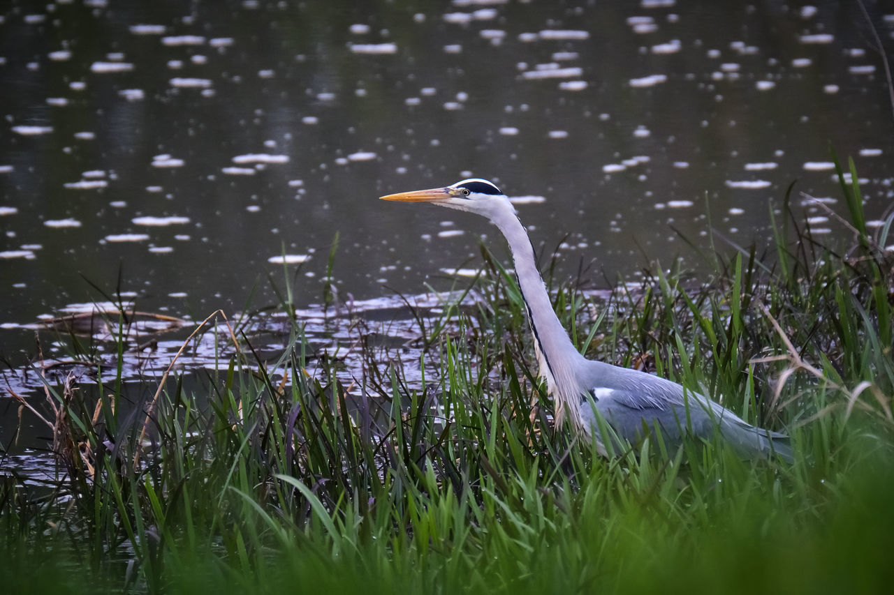 VIEW OF A BIRD ON WATER