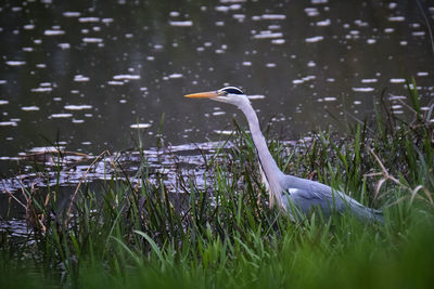 View of a bird on grass