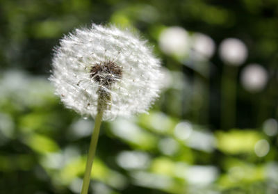 Close-up of dandelion against blurred background