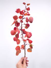 Close-up of hand holding red rose against white background