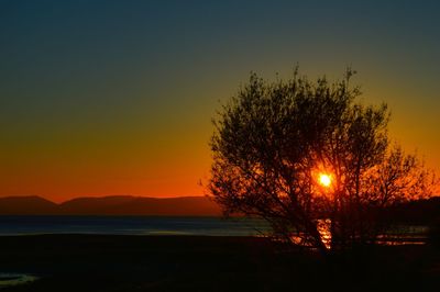 Silhouette trees on beach against orange sky