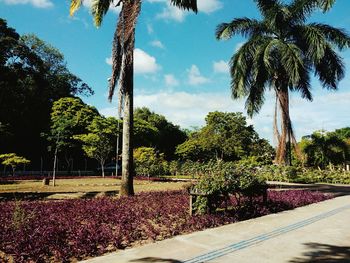 Trees and flowers against sky