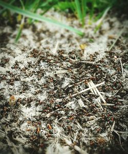 Close-up of ant on leaf