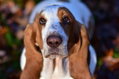 Close-up portrait of dog outdoors