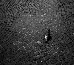 High angle view of bird walking on cobblestone