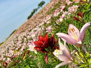 Close-up of pink flowering plants