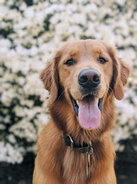 Close-up portrait of a dog