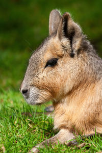 Close-up of a rabbit on field