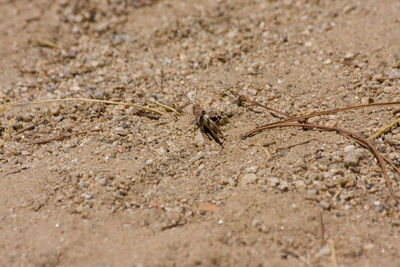 High angle view of ant on sand