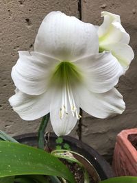 Close-up of flower