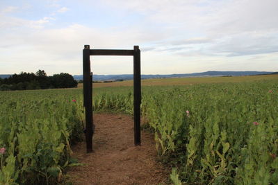 Scenic view of vineyard against sky