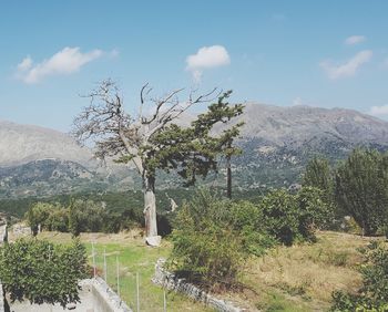 Trees on landscape against sky