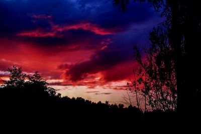 Silhouette of trees at sunset