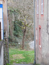 Bare tree in front of building