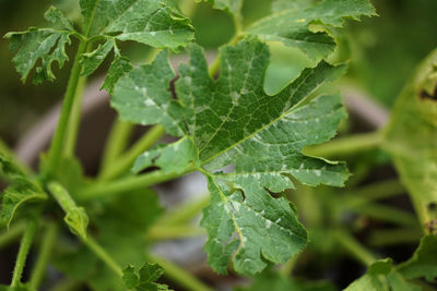 Close-up of fresh green leaves