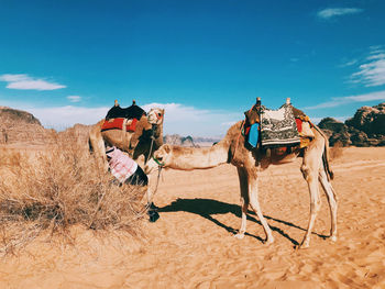 Horse cart on desert land
