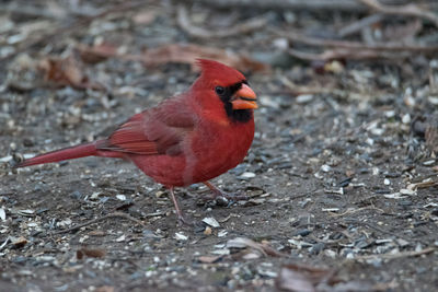 Close-up of a bird perching on a field