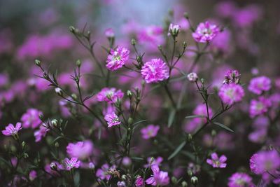 Close-up of purple flowers blooming outdoors