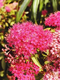 Close-up of pink flowering plant in garden