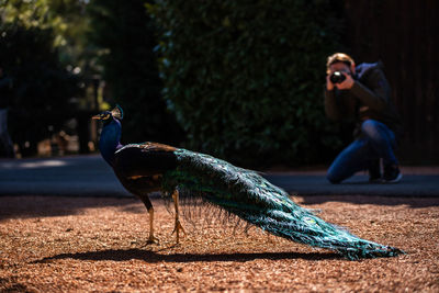 Man photographing peacock on field