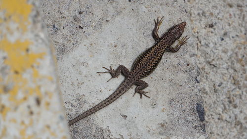 High angle view of lizard on wall