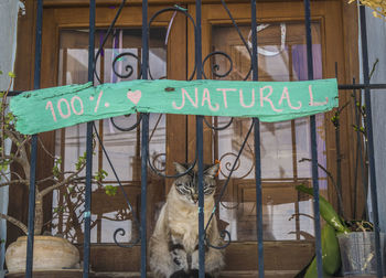 Close-up of cat sitting by gate