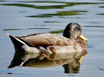 View of duck swimming in lake