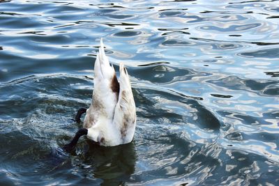 High angle view of duck diving into lake