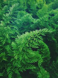 Close-up of plants