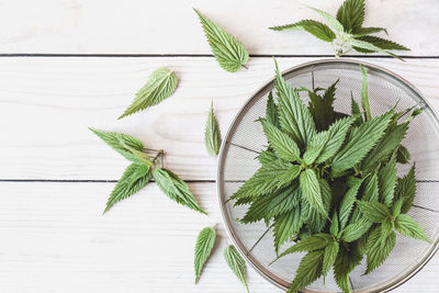 Close-up of leaves on table