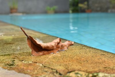Close-up of dry leaf on swimming pool