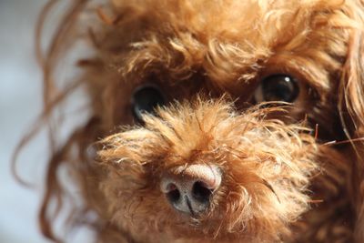 Close-up portrait of dog