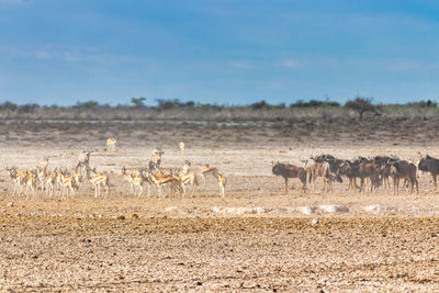 Gazelles vs wildebeest