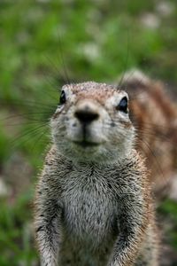 Animal selfie of cape ground squirrel xerus inauris staring at camera etosha national park, namibia.