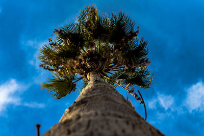 Low angle view of palm tree against blue sky