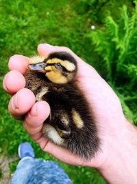 Close-up of a hand holding a bird